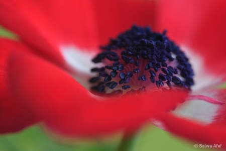 Anemone 1