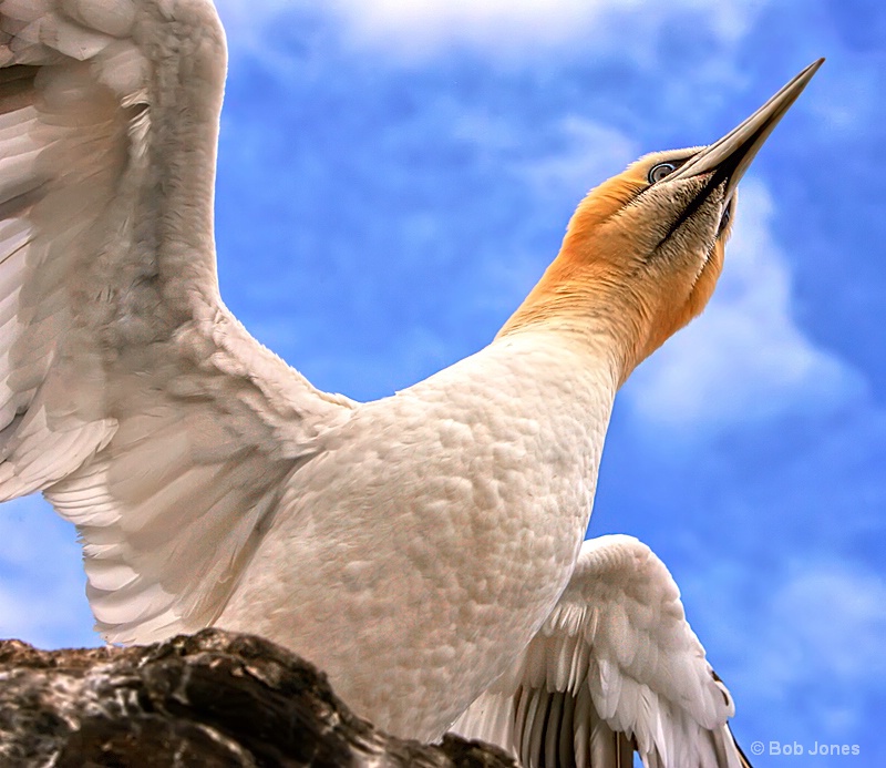 Looking Skyward