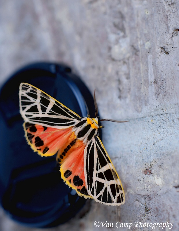 A Tiger Moth