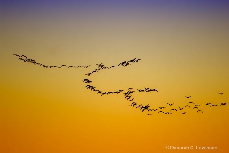 Snow Geese Flight