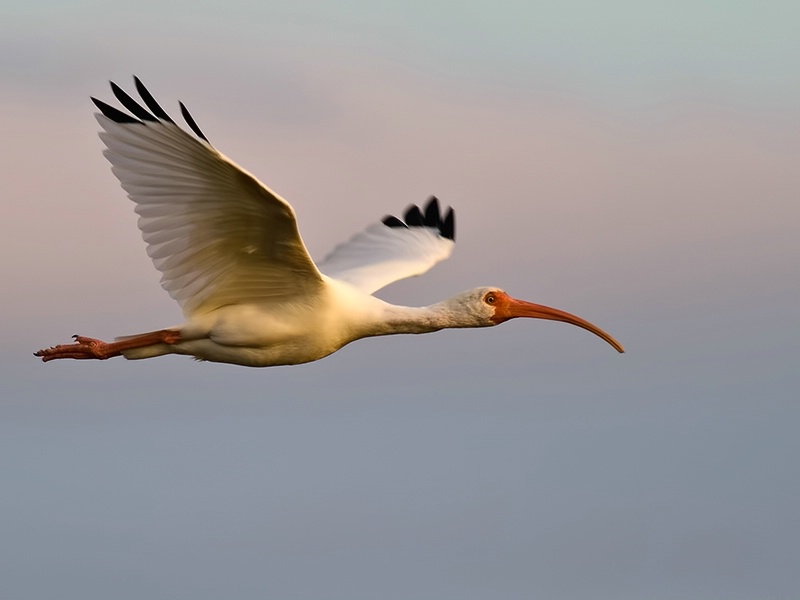 Evening Flight