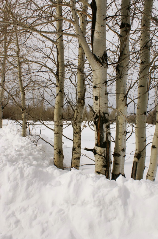 Quakies in the winter - ID: 9563777 © Crystal E. Berryman
