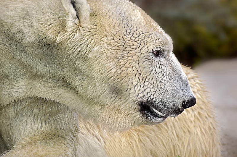 Polar Bear