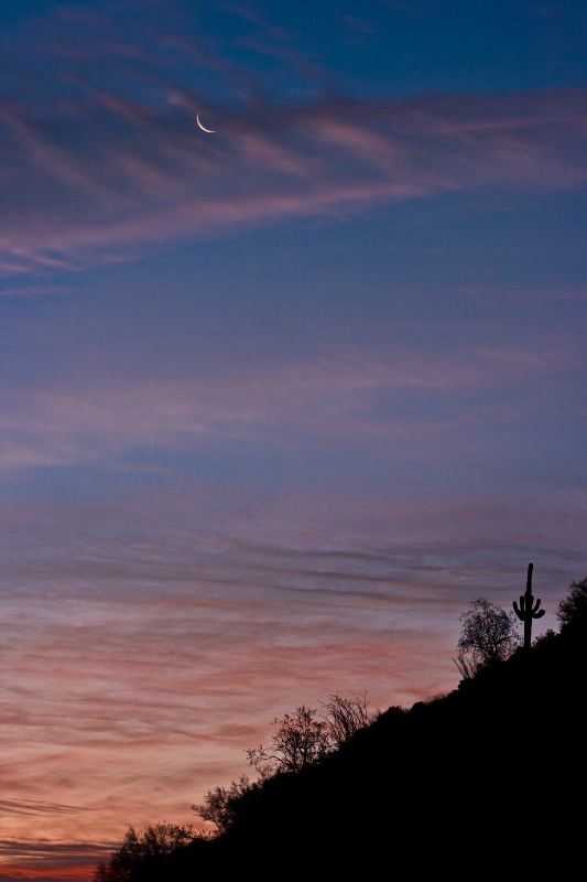 A Small Desert Silhouette and Moon - ID: 9563998 © Patricia A. Casey