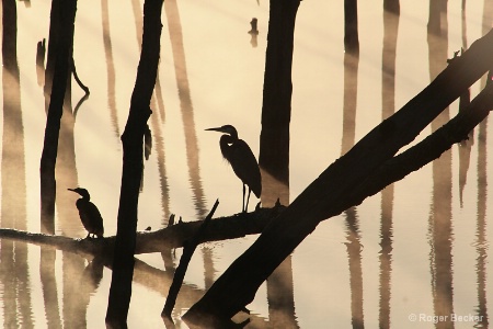 The Cormorant and The Heron