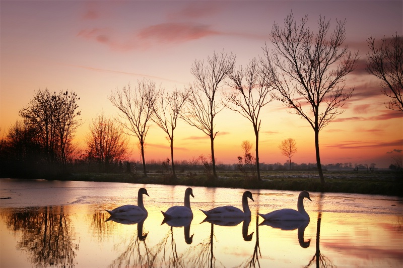 Swans at Sunset