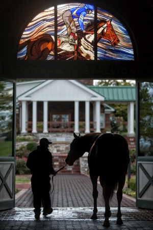 STONEWALL STALLIONS