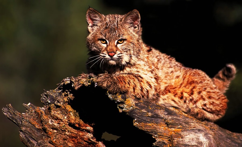 Young Bobcat! 