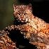 2Young Bobcat!  - ID: 9568600 © Kathy Salerni