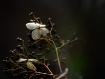 Fairy Wings