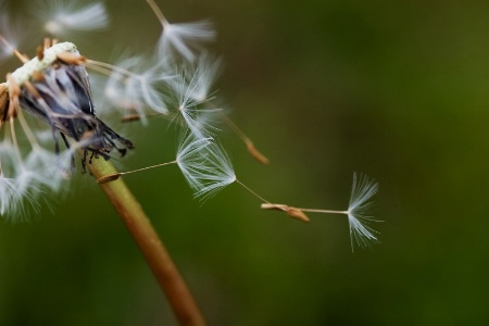 Releasing