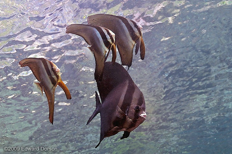 Batfish Group_1 - ID: 9571054 © Edward Dorson