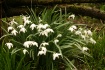 Promise of Spring