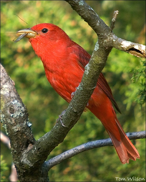 Summer Tanager Snacking