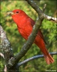 Summer Tanager Sn...