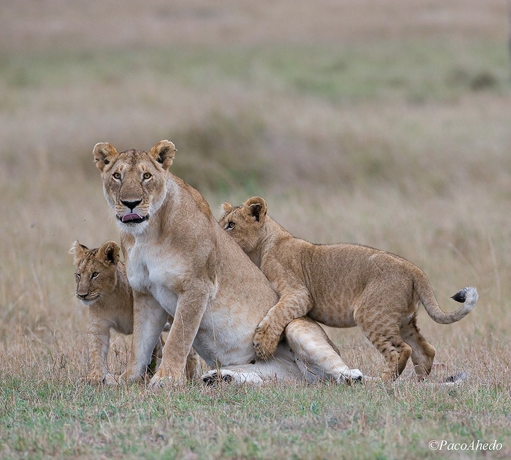 Playful family
