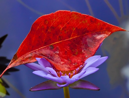 A Leaf and a Lily