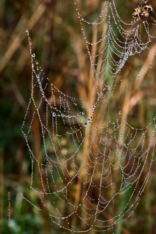 Beaded Web Site                                   