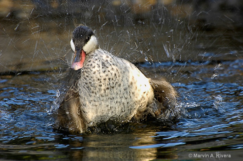 Splash Splash I am Taking a Bath