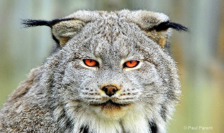 Red Eye's Bobcat