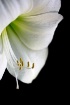 White Amaryllis