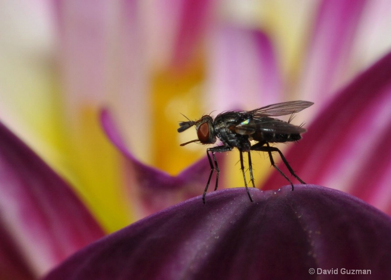 A fly on the tip of a petal
