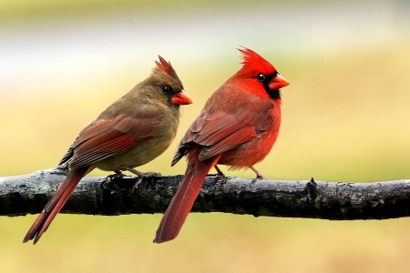 Cardinal Couple