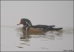 Wood Duck in Fog
