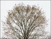 Blackbird Tree