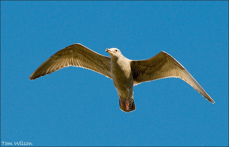 Immature Herring Gull Flying