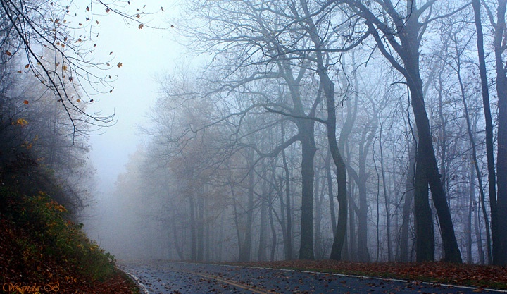 Trees in a Fog