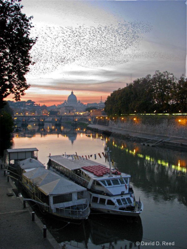 Birds Over Rome - ID: 9580510 © David D. Reed