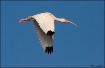 White Ibis Flying