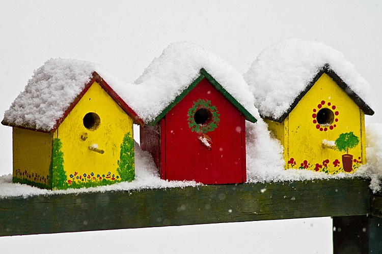 Birdhouses in Snow