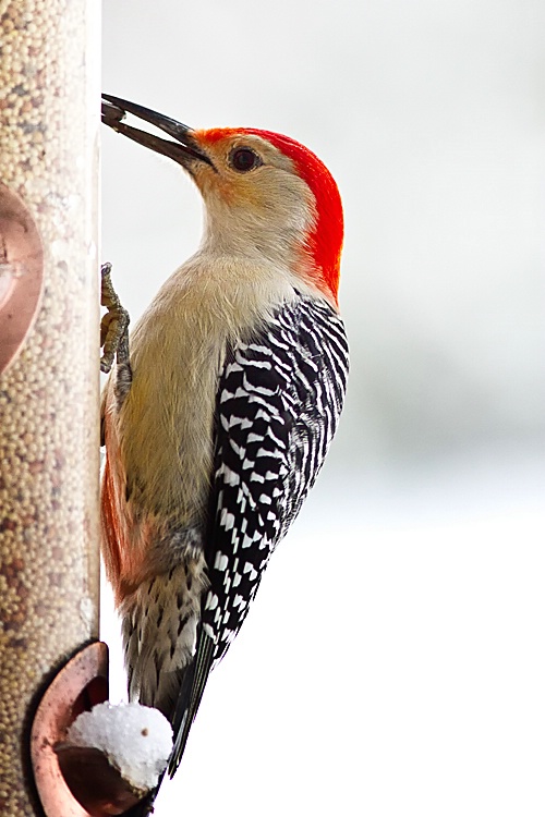 Woodpecker