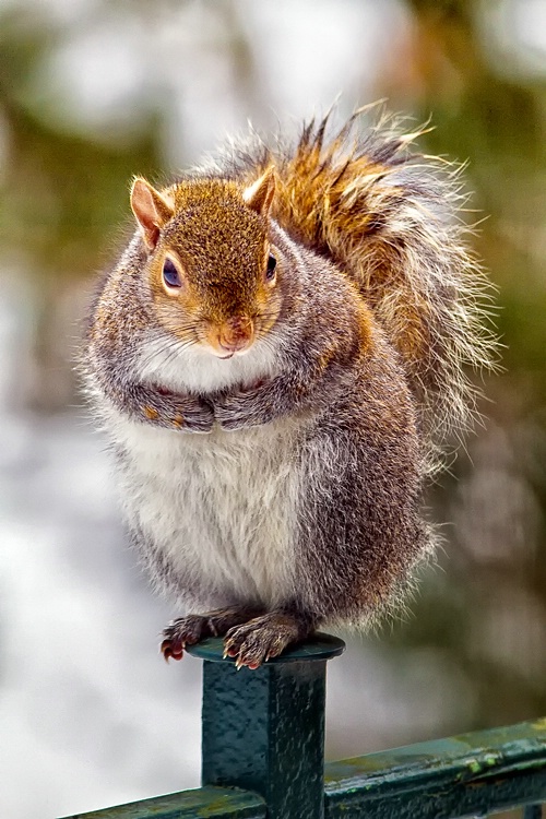 Squirrel on Balcony