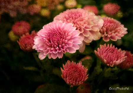 Dusty Pink Mum