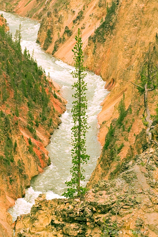 The Grand Canyon of Yellowstone<p> - ID: 9580996 © Yulia Basova