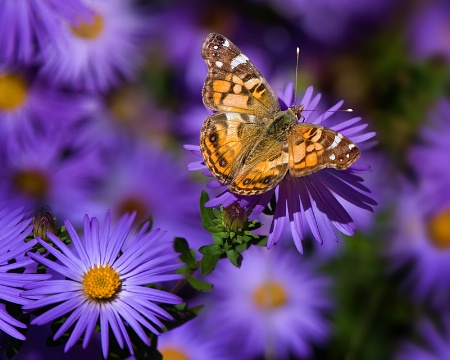 Asters and Butterfly