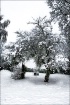 Winter Wonderland...