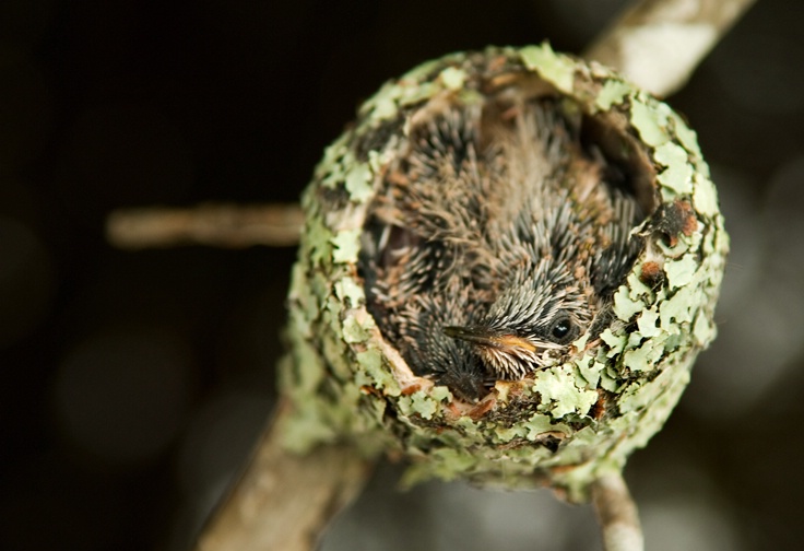 baby hummingbird - ID: 9582932 © Michael Cenci
