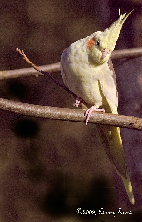 Pretty Rosy Cheeks: Nymphicus hollandicus