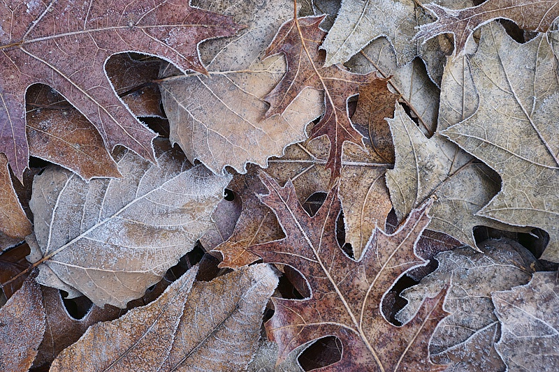 Frosty Morning - ID: 9586721 © Laurie Daily