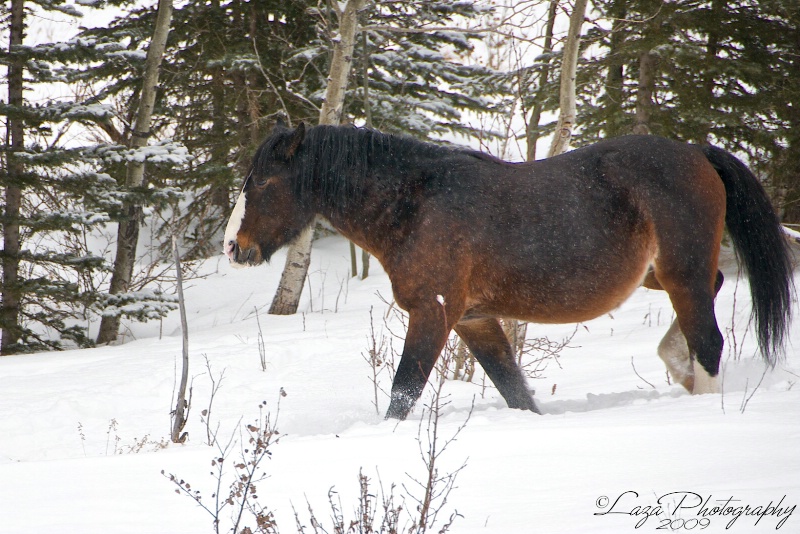 Wild Mustang of Alberta