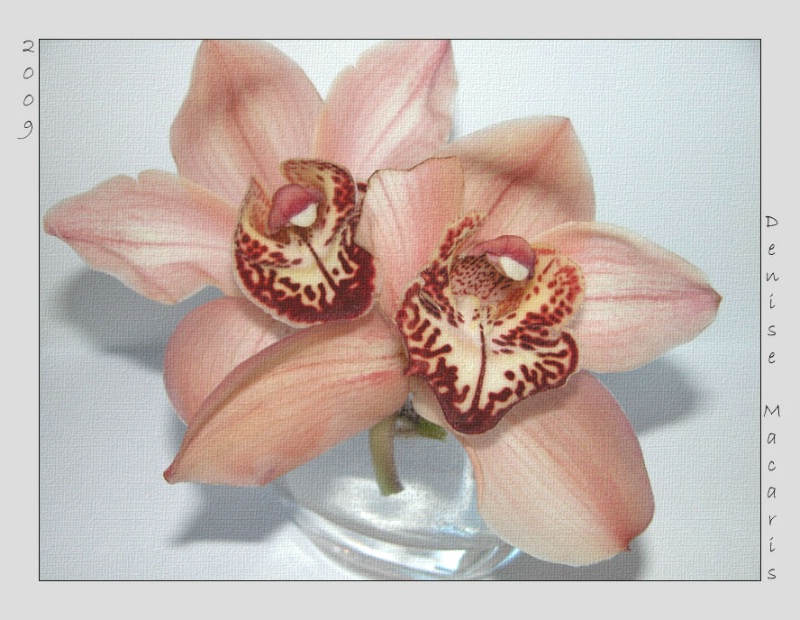 Orchids II