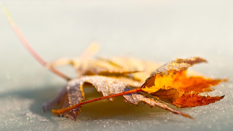 A Visit From Jack Frost - ID: 9591126 © Susan M. Reynolds