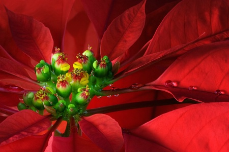 Red Poinsettia