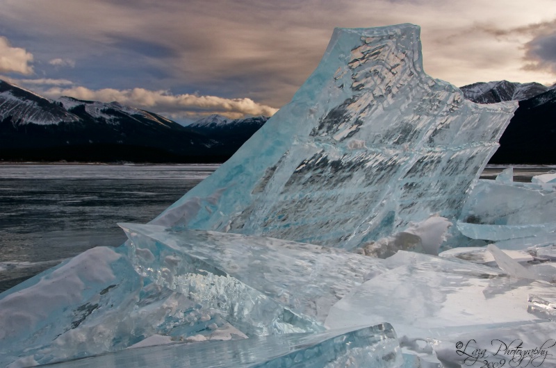 Ice Plate, Abraham Lake