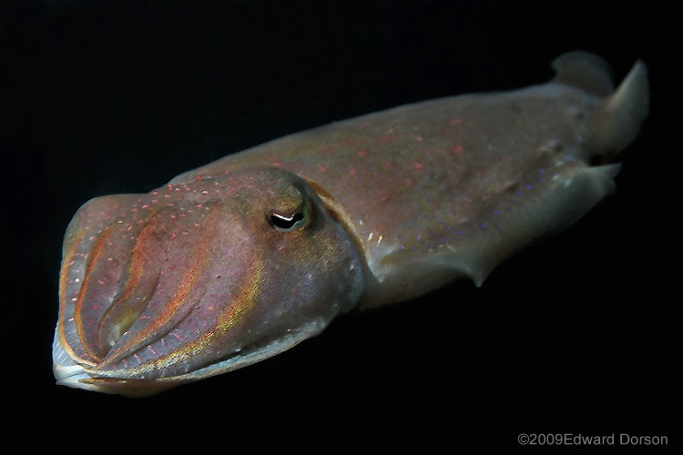 Cuttlefish_3 - ID: 9591395 © Edward Dorson