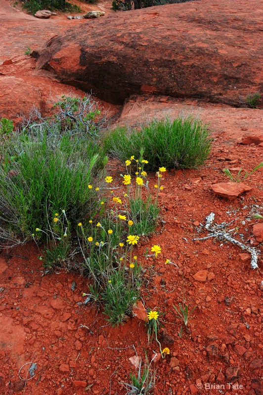 Desert Color, Sedona, AZ